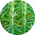 Rosemary Dry Tea: Vital Herb